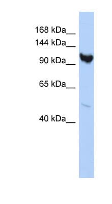 ARMC3 Antibody (aa647-696)