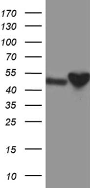 Monoclonal Mouse anti-Human CRLF3 Antibody (clone OTI3A12, WB)