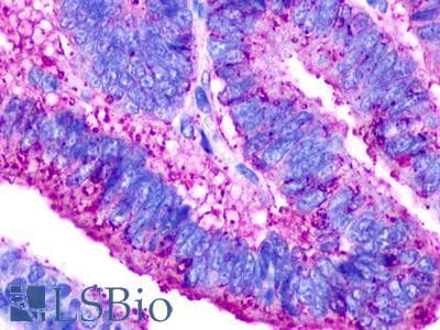 PathPlus™ GPR68 / OGR1 Antibody (Extracellular Domain)