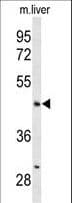 ANGPTL4 Antibody (aa138-167)