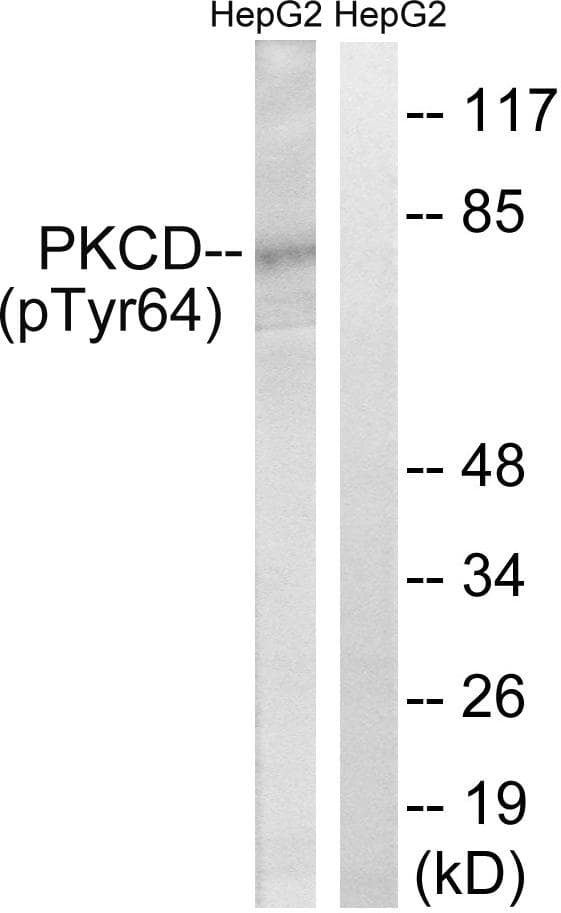 PRKCD / PKC-Delta Antibody (phospho-Tyr64)