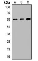 FXR1 Antibody