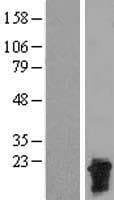 CTAG2 Protein (Over-Expression Lysate Myc-DDK (Flag))