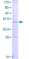 Human APOC4 / Apolipoprotein CIV (Recombinant GST)