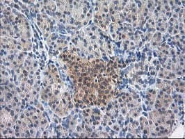 ALS2CR1 / NIF3L1 Antibody (clone OTI2B7)