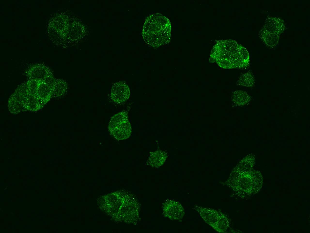 SGSM3 Antibody