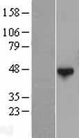 QTRTD1 Protein (Over-Expression Lysate Myc-DDK (Flag))