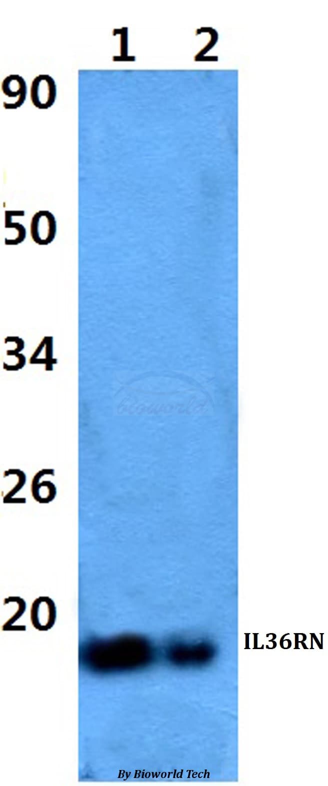IL36RN / IL1F5 Antibody