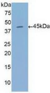 ANXA1 / Annexin A1 Antibody (aa1-346)