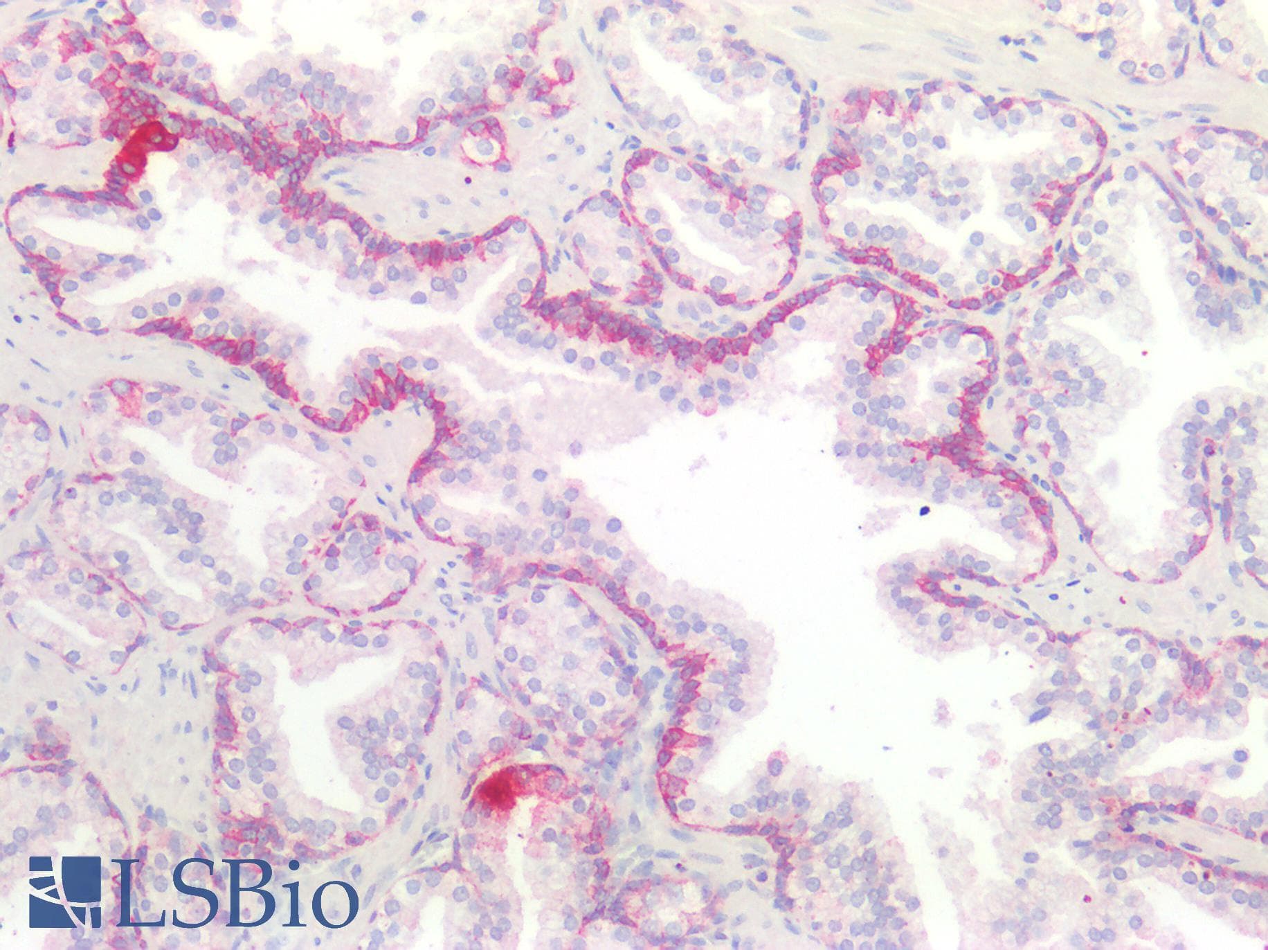 PathPlus™ c-Kit / CD117 Antibody (aa685-697)