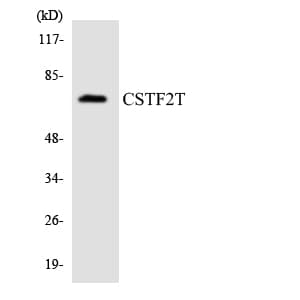 Polyclonal Rabbit anti-Human CSTF2T Antibody (aa77-126, WB)