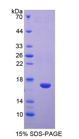 Rat DAB1 Protein (Recombinant His-T7)