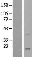 REG4 / REG-IV Protein (Over-Expression Lysate Myc-DDK (Flag))