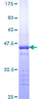 Human TRPC4AP / TRUSS Protein (Recombinant GST, N-terminus)