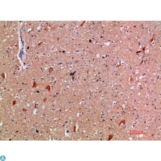 CD300E Antibody