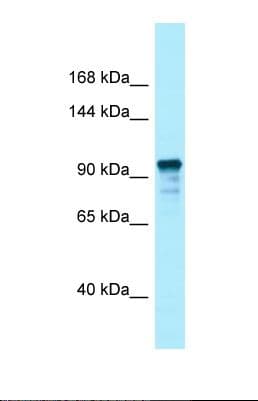 UNC13D Antibody (C-Terminus)