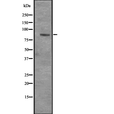 CENPI / CENP-I Antibody
