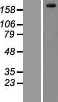 LRRK1 Protein (Over-Expression Lysate Myc-DDK (Flag))