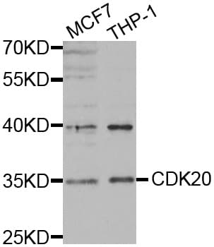 CDK20 / CCRK Antibody