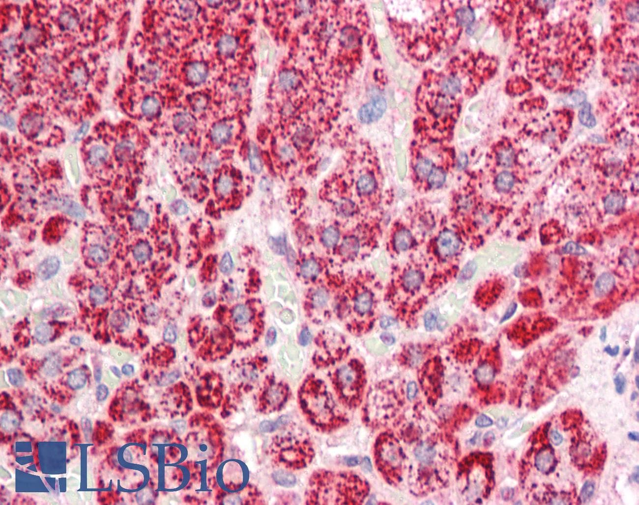 IHC-plus™ SDHAF1 Antibody