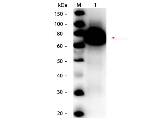 Polyclonal Rabbit anti-Aspergillus niger gox / Glucose Oxidase Antibody (Liquid, HRP, IHC, WB)