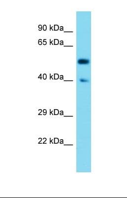 SYT17 Antibody (aa51-100)