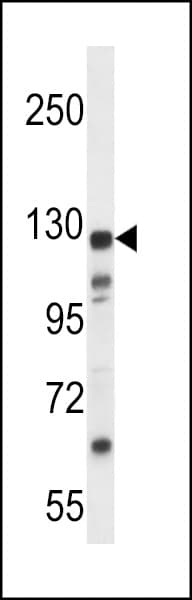 KIAA1324 / maba1 Antibody (aa704-732)