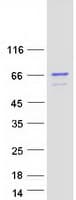 Human CCNK Protein (Recombinant Myc-DDK (Flag))