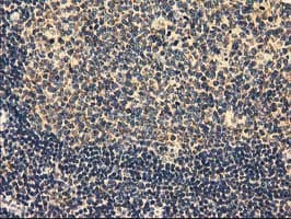 MMAB Antibody (clone OTI2G5, Carrier-free)