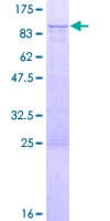 Human RASGRP2 Protein (Recombinant GST)