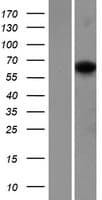 SIGLEC12 Protein (Over-Expression Lysate Myc-DDK (Flag))
