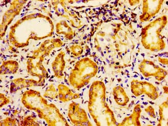 EMX2 Antibody
