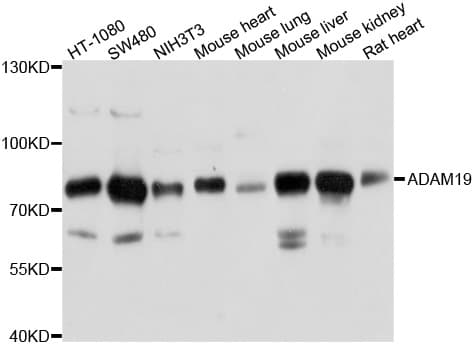 Polyclonal Rabbit anti-Human ADAM19 Antibody (WB)