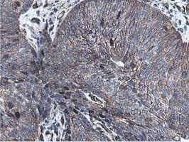 EPN2 Antibody (clone OTI1H3)