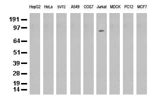 PECAM-1 / CD31 Antibody (clone UMAB30)