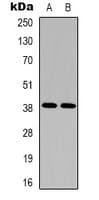 SIPR2 / S1P2 / EDG5 Antibody (C-Terminus)