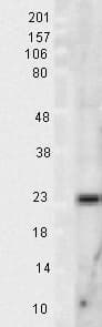 SOD2 / Mn SOD Antibody (FITC)