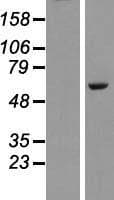 PLAG1 Protein (Over-Expression Lysate Myc-DDK (Flag))