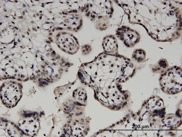 Monoclonal Mouse anti-Human DGKA Antibody (clone 2B7, IHC)