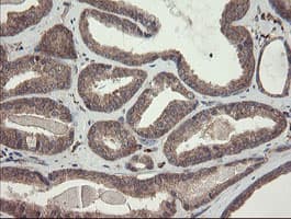 SNX8 Antibody (clone OTI1A1)