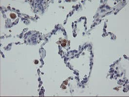 MRPS27 Antibody (clone OTI6E5)