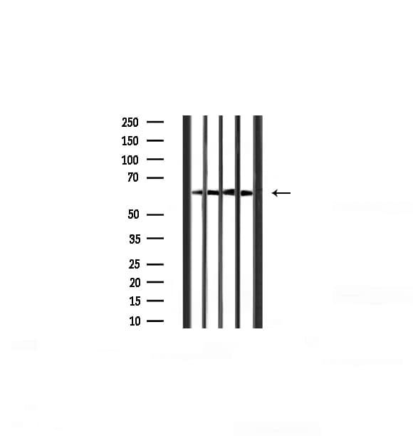 SRC Antibody