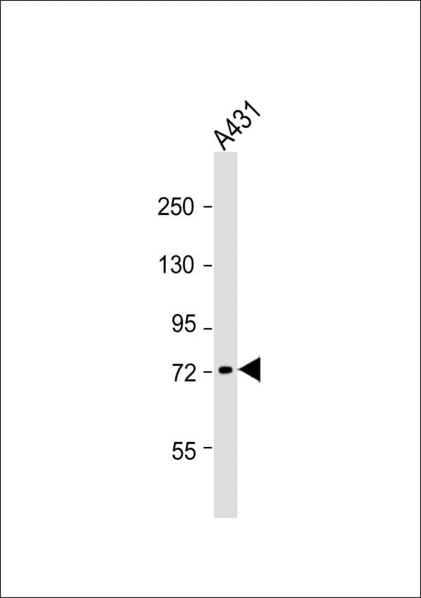 GBP4 / Mpa2 Antibody
