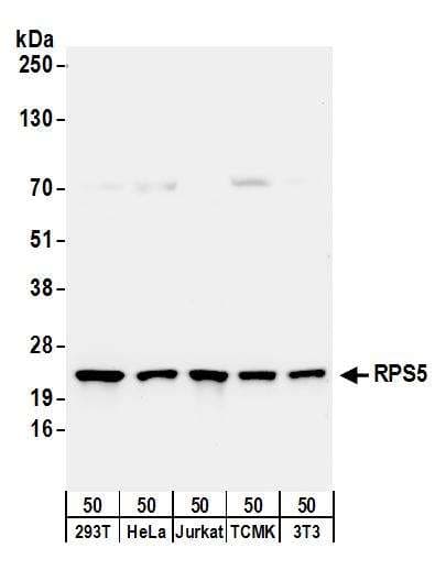 IHC-plus™ DAZAP1 Antibody (aa357-407)