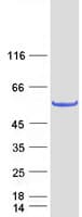 Human ANKMY2 Protein (Recombinant Myc-DDK (Flag))
