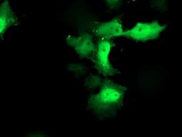 CXorf26 Antibody (clone OTI4F11)