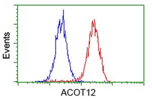 ACOT12 Antibody (clone OTI1A11)