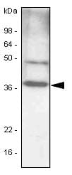 IHC-plus™ Monoclonal Mouse anti-Human C/EBP Beta / CEBPB Antibody (clone 47A1, IHC, IF, WB)