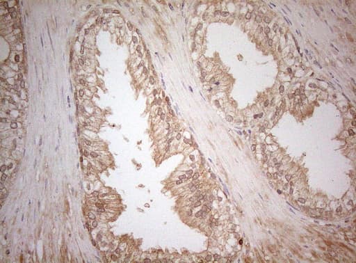 MS4A12 Antibody (clone OTI5F5)