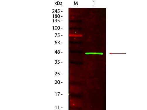 HRP / Horseradish Peroxidase Antibody